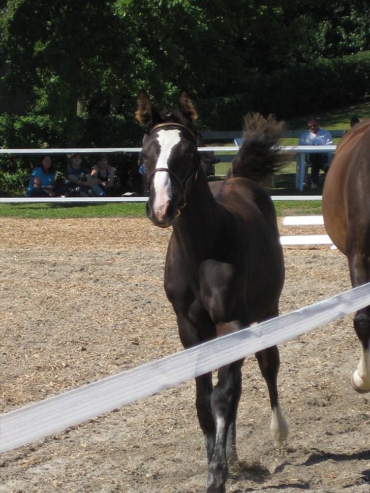 Dansk Varmblod Dark Shadow - Af banen af banen! Her kommer...... ehm fjerkosten? billede 4