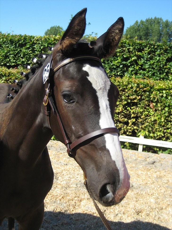 Dansk Varmblod Dark Shadow billede 5