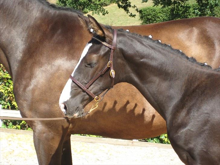 Dansk Varmblod Dark Shadow - Tid til en morfar..... Zzzzzz billede 6