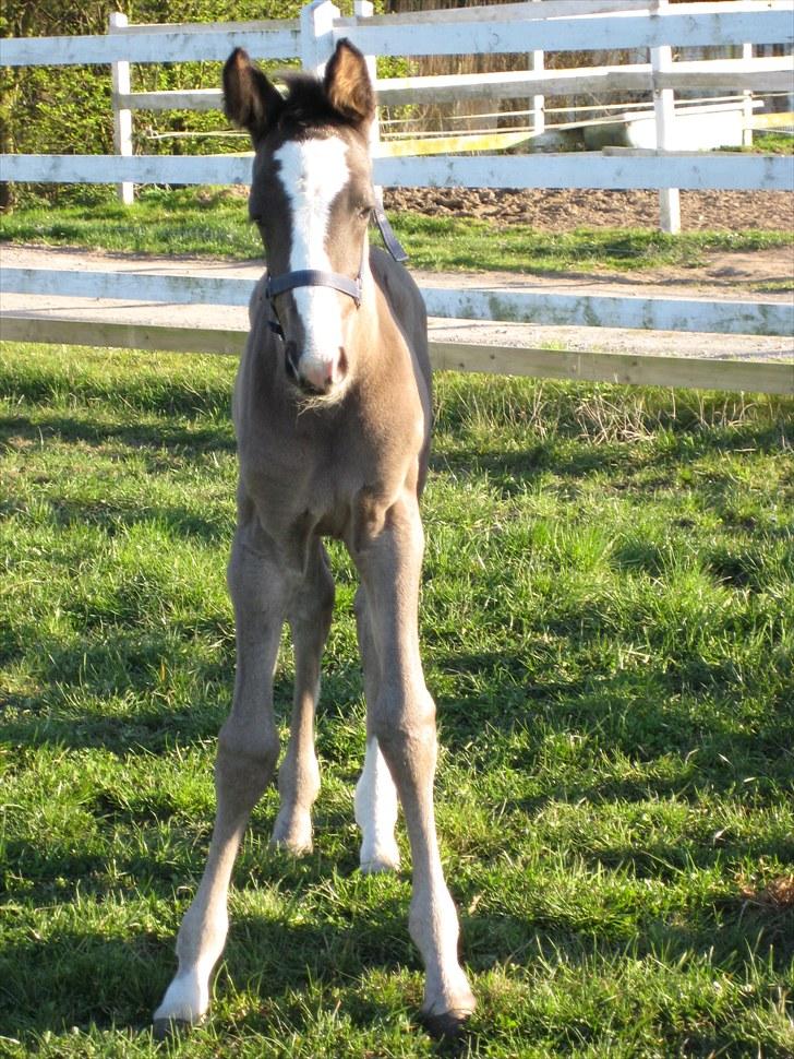 Dansk Varmblod Dark Shadow - Hey er det meningen man skal gå på de hersens ..stylter?  billede 7