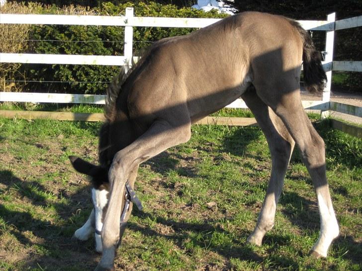 Dansk Varmblod Dark Shadow - Hvorfor skal der også være så langt ned? billede 8
