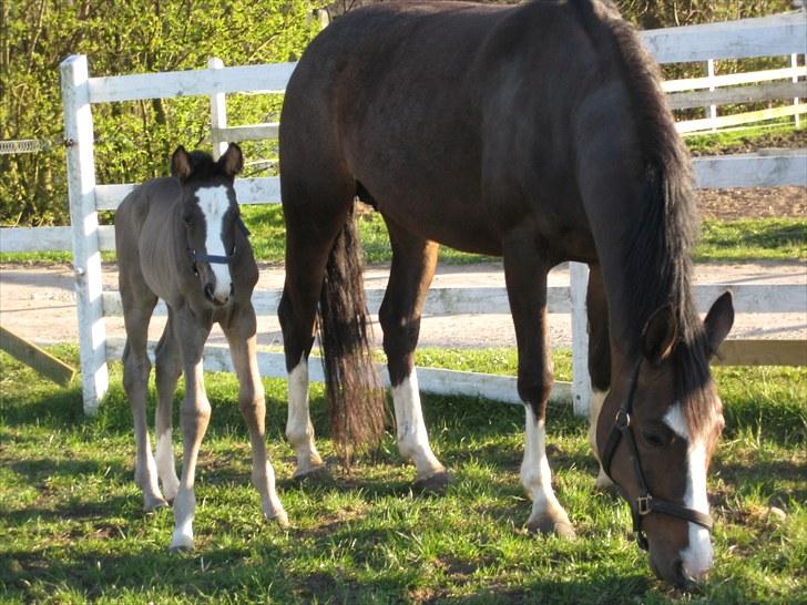 Dansk Varmblod Dark Shadow - Betteskiden billede 9