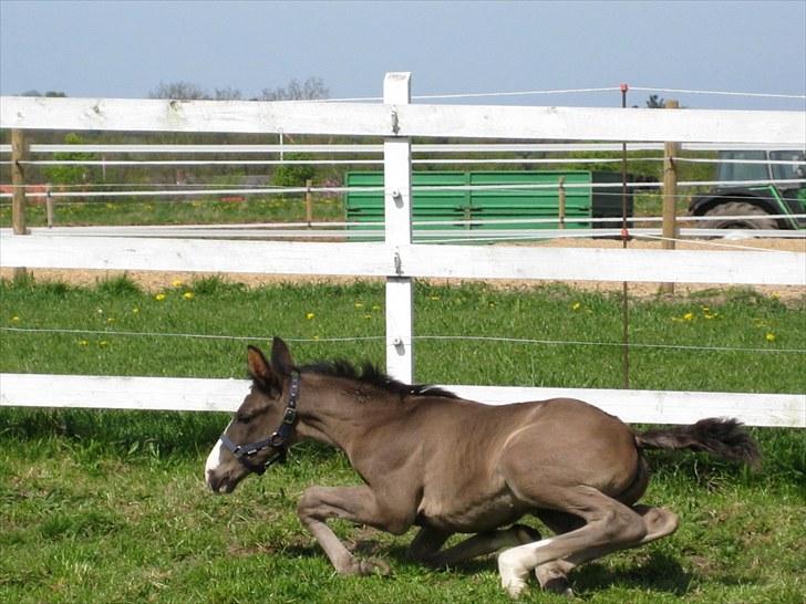 Dansk Varmblod Dark Shadow - AARGH! Lad mig komme væk fra hende der med tingen der glimter og siger underlige lyde.! billede 10