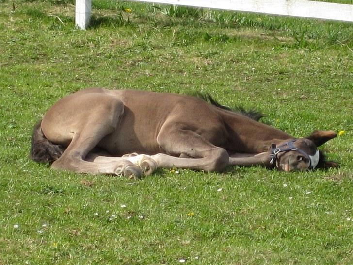 Dansk Varmblod Dark Shadow - Det er hårdt at være skøn! billede 11