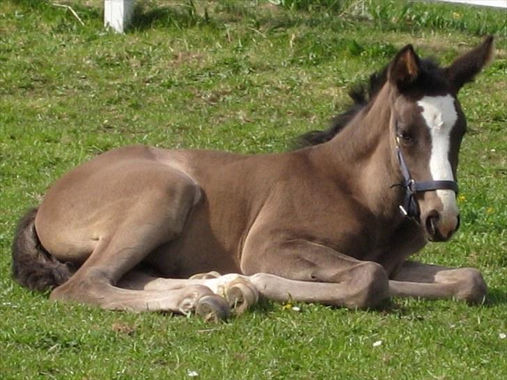 Dansk Varmblod Dark Shadow billede 12