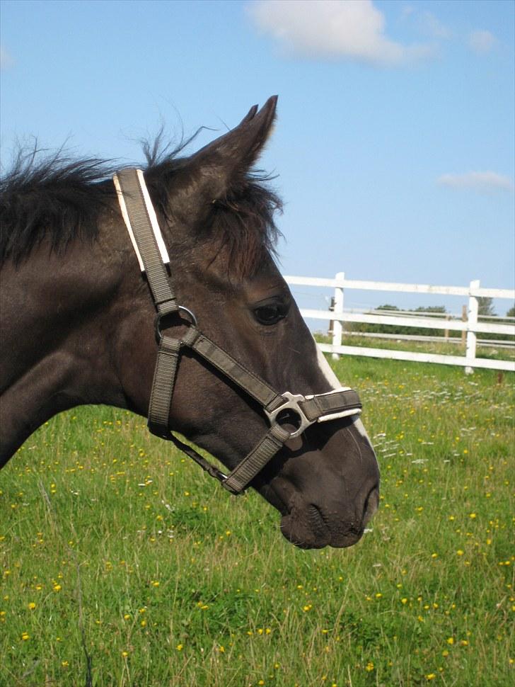 Dansk Varmblod Dark Shadow billede 13