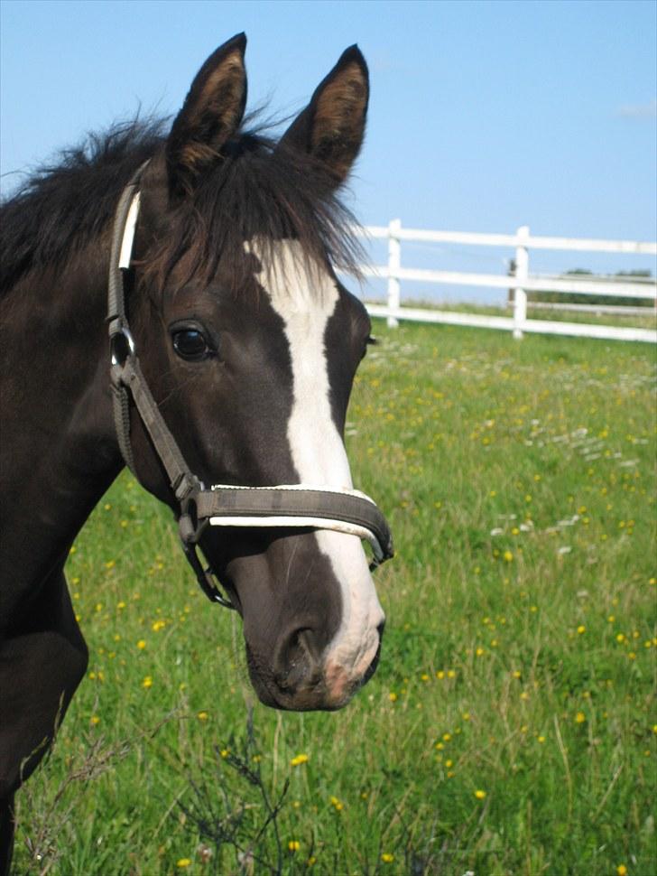 Dansk Varmblod Dark Shadow - Frækkert (; billede 14