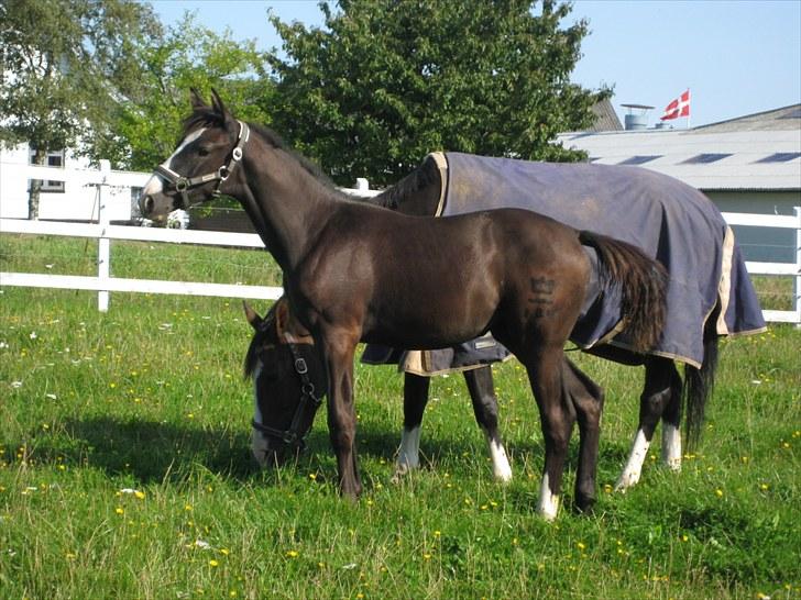 Dansk Varmblod Dark Shadow billede 15