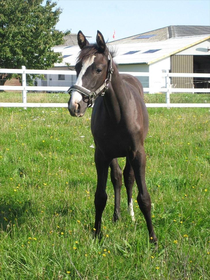 Dansk Varmblod Dark Shadow billede 16