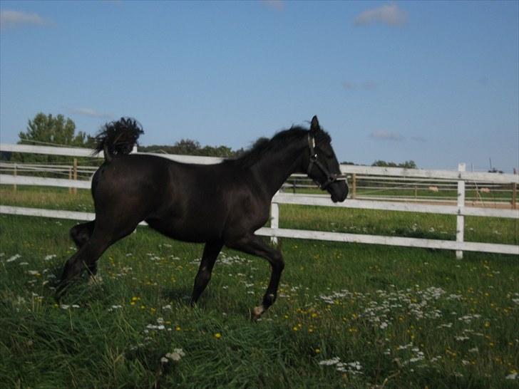 Dansk Varmblod Dark Shadow - SE LIGE MIIIIG!  billede 17