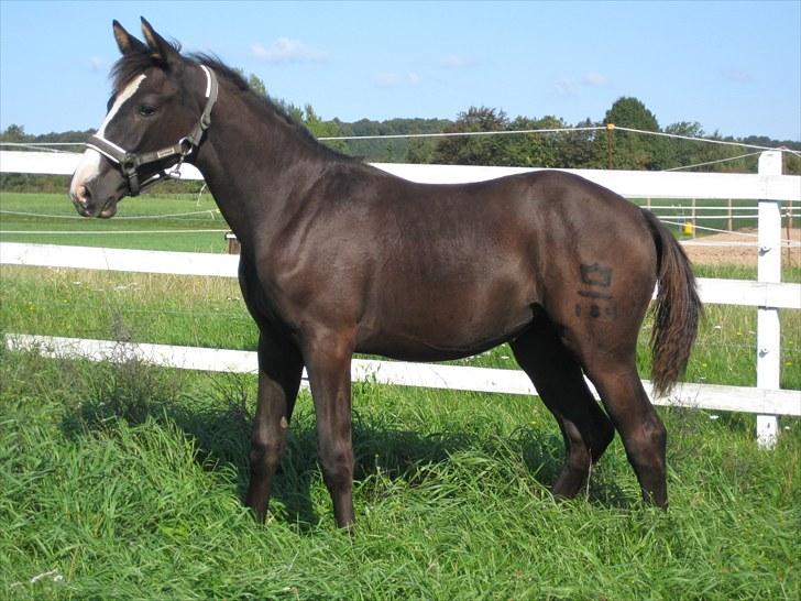 Dansk Varmblod Dark Shadow billede 18