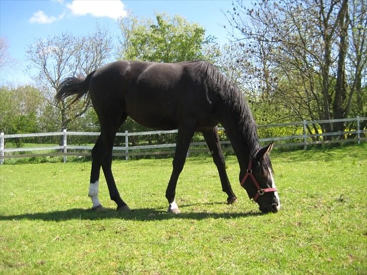 Dansk Varmblod Dark Shadow billede 19