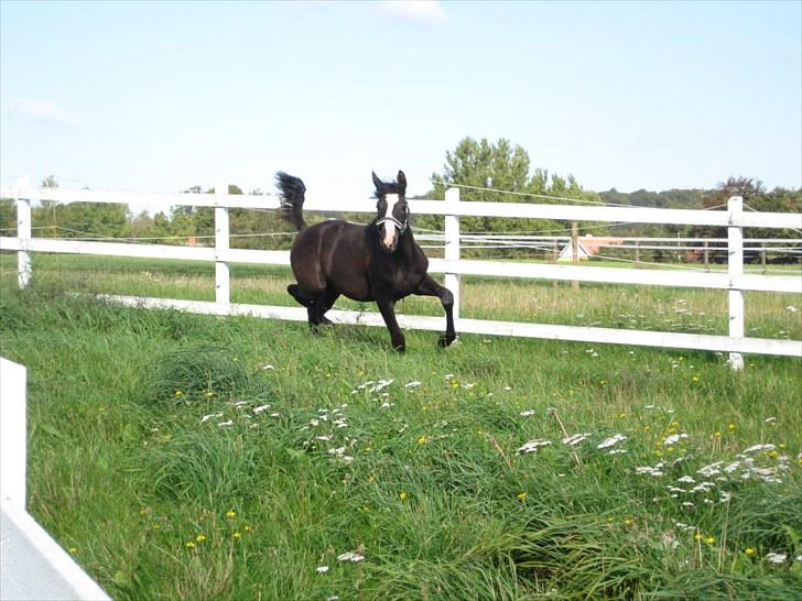 Dansk Varmblod Dark Shadow billede 20