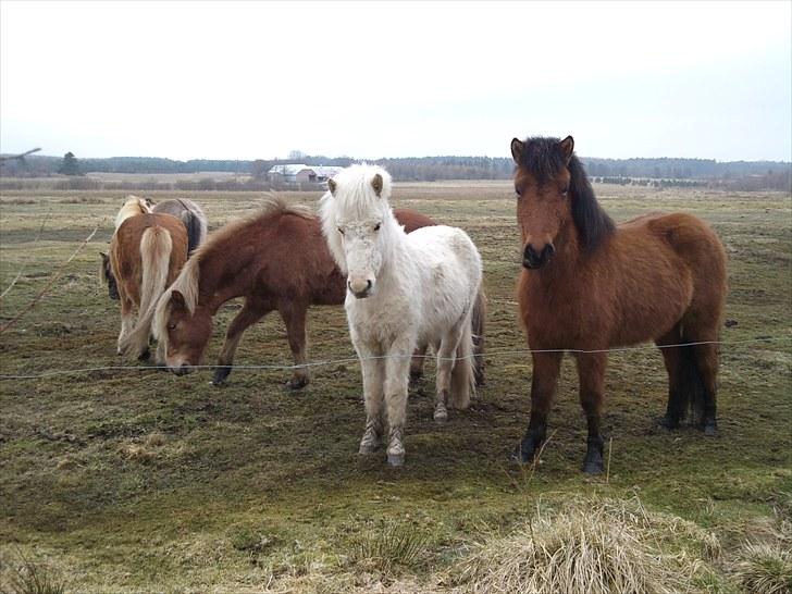 Islænder grimur - Grimur og de andre heste på vores eng :) billede 1