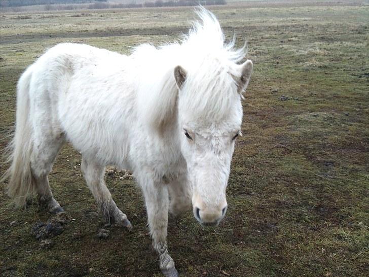 Islænder grimur - Søde Grimur xD billede 2