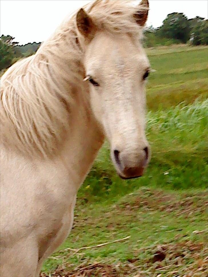 Islænder grimur - Mit Hygge dyr :) billede 3