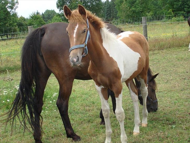 Pinto Moonlight - Taget d. 29 juli 2010 billede 12