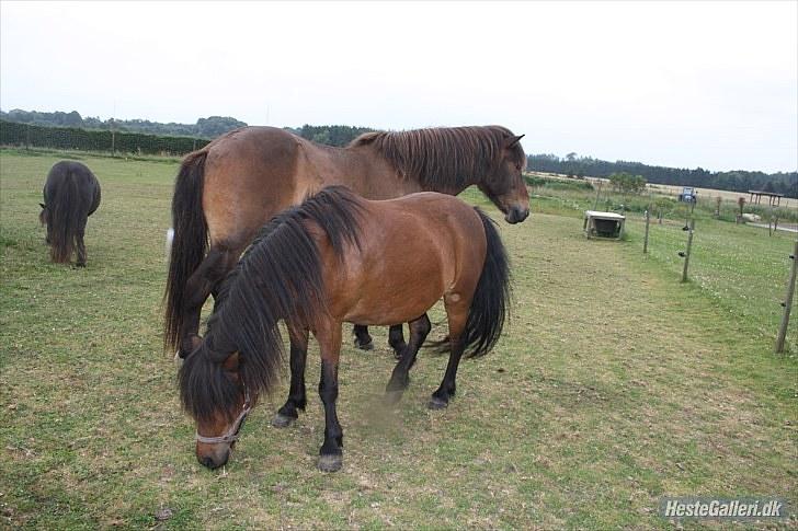 Anden særlig race Jolly - jolly og baldur billede 3