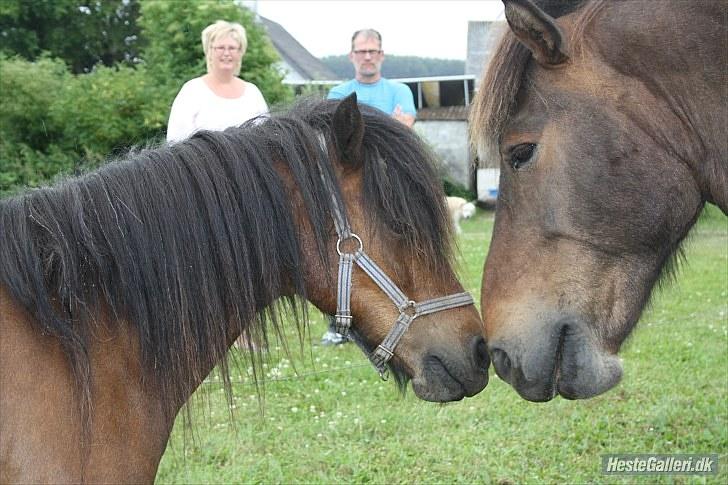 Anden særlig race Jolly - jolly og baldur billede 4