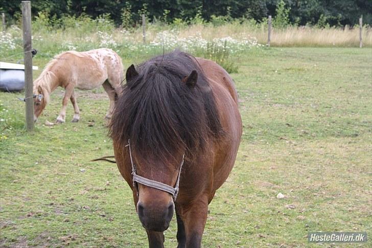 Anden særlig race Jolly - ja jeg kommer nu billede 5