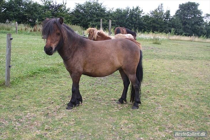 Shetlænder Andrea   - jeg er bare smuk billede 11