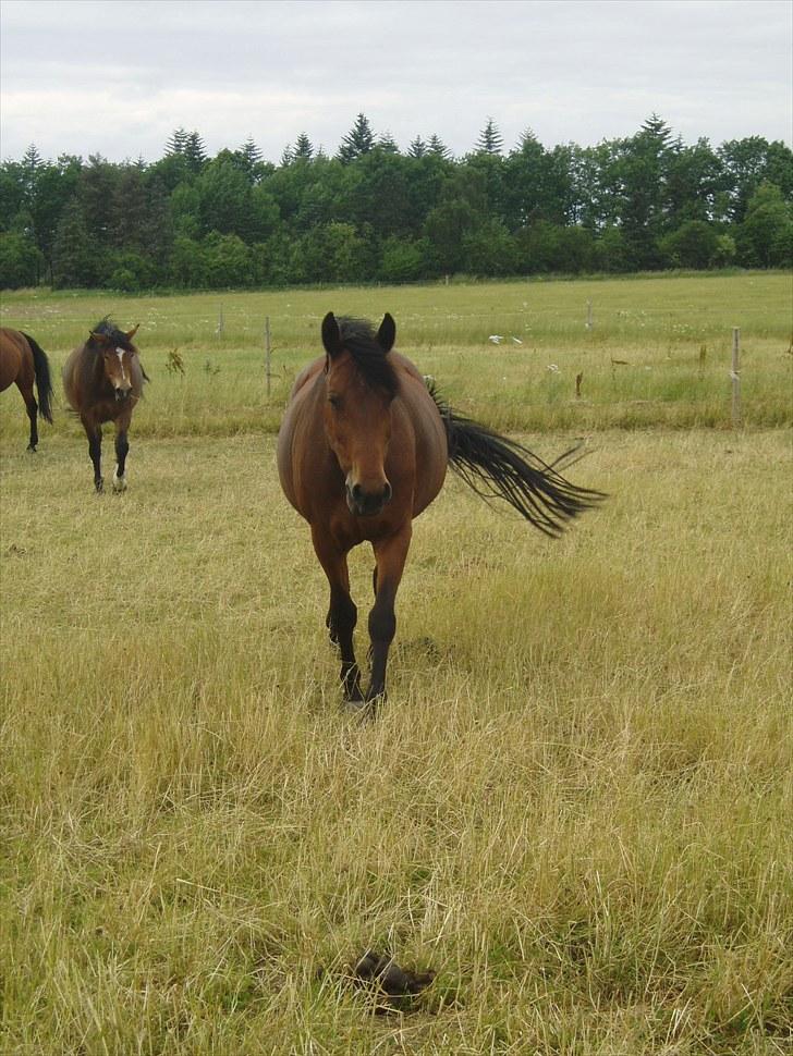 Anden særlig race Laura (red i sommers) - Hvem er det? billede 5