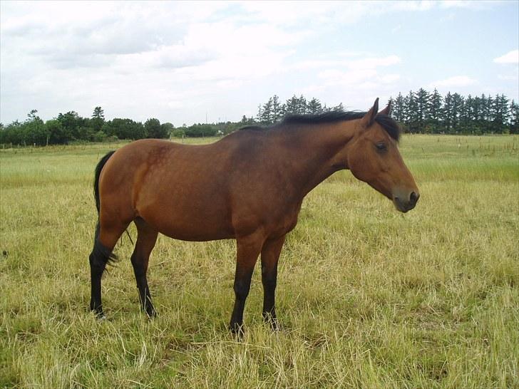 Anden særlig race Laura (red i sommers) - Du er så smuk:) billede 6