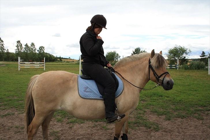 Fjordhest Lise *Solgt* billede 13