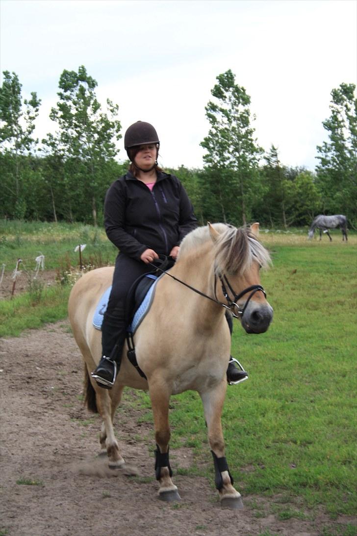 Fjordhest Lise *Solgt* billede 14