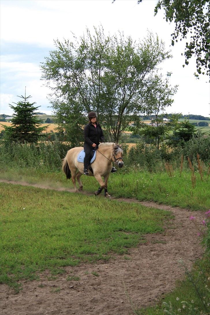 Fjordhest Lise *Solgt* billede 15