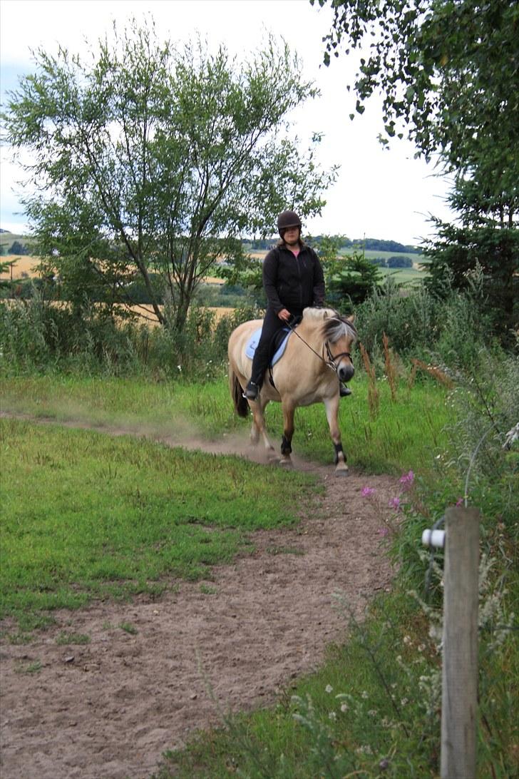 Fjordhest Lise *Solgt* billede 16