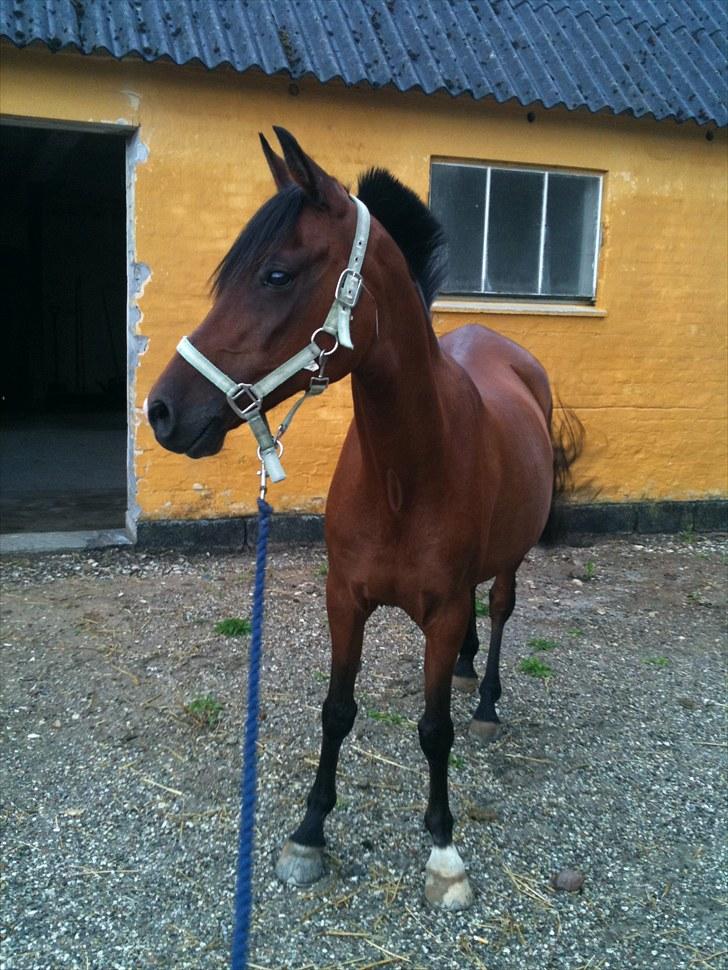 Anden særlig race Lady - Lady billede 1