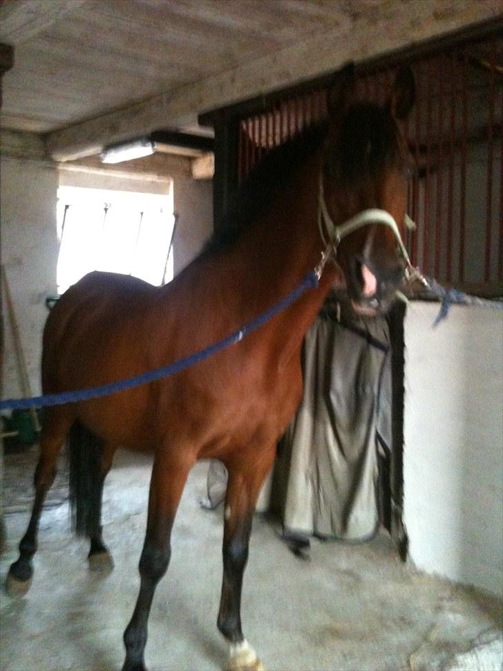 Anden særlig race Lady billede 2