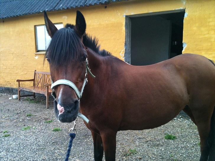 Anden særlig race Lady billede 3