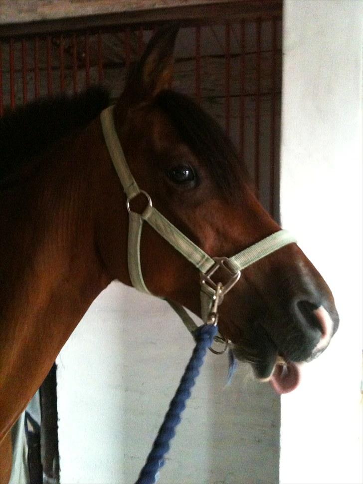 Anden særlig race Lady billede 4