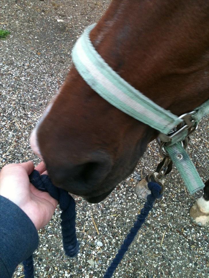 Anden særlig race Lady billede 5