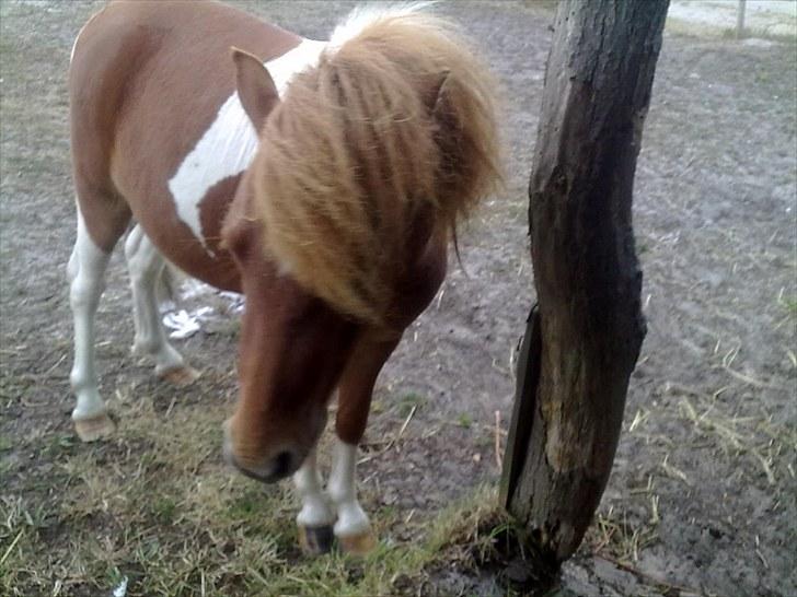 Shetlænder Zafir (solgt) billede 1