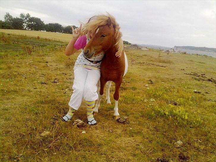 Shetlænder Zafir (solgt) billede 2