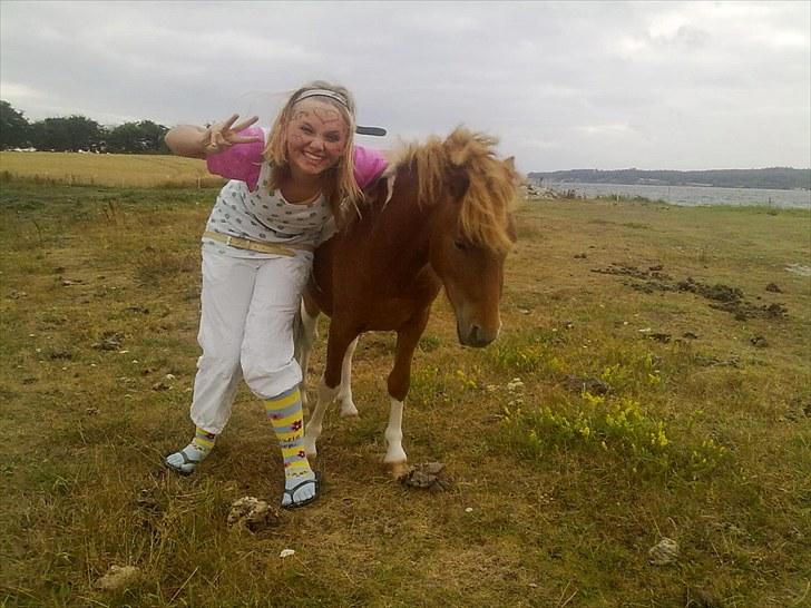 Shetlænder Zafir (solgt) billede 3