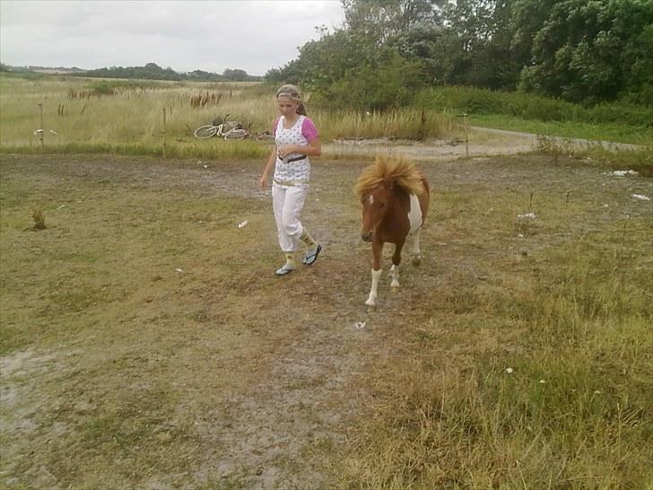 Shetlænder Zafir (solgt) billede 4