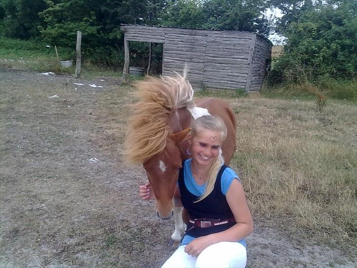 Shetlænder Zafir (solgt) billede 6