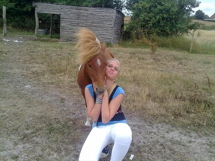 Shetlænder Zafir (solgt) billede 7