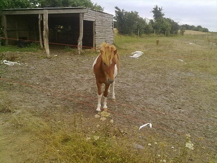 Shetlænder Zafir (solgt) billede 8