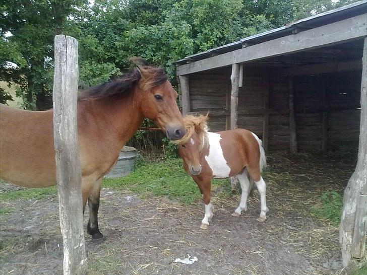 Gotlandsruss Hibiscus billede 8