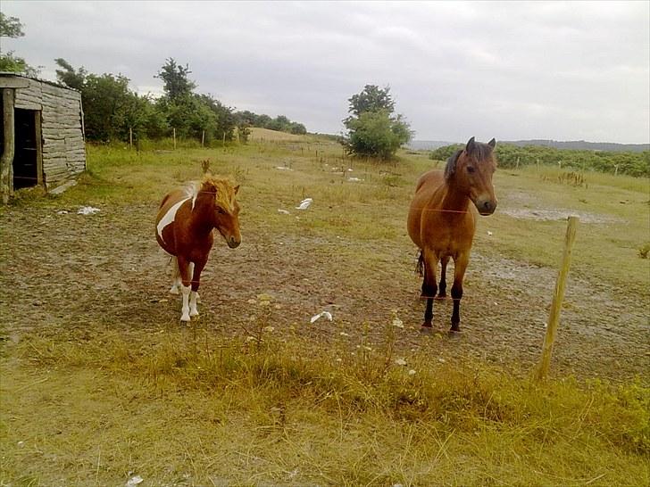 Gotlandsruss Hibiscus billede 10