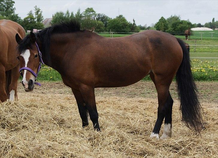 Welsh Cob (sec D) Nebo Tulip  - 19/05-11  billede 7