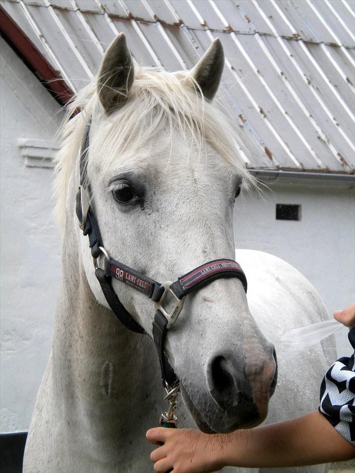 Anden særlig race Andrea - så fin hun er :) billede 1