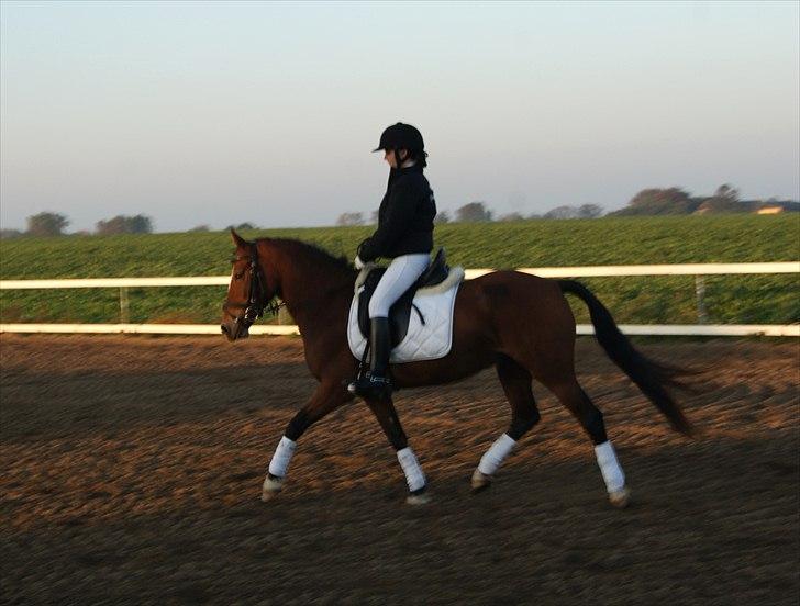 Welsh Cob (sec D) Nebo Tulip  - 09/10-10  billede 8