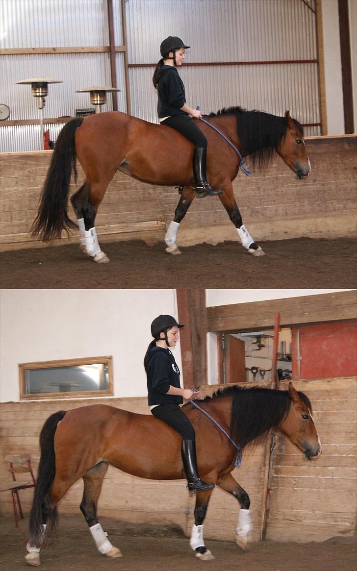 Welsh Cob (sec D) Nebo Tulip  - 21/09-10  billede 9