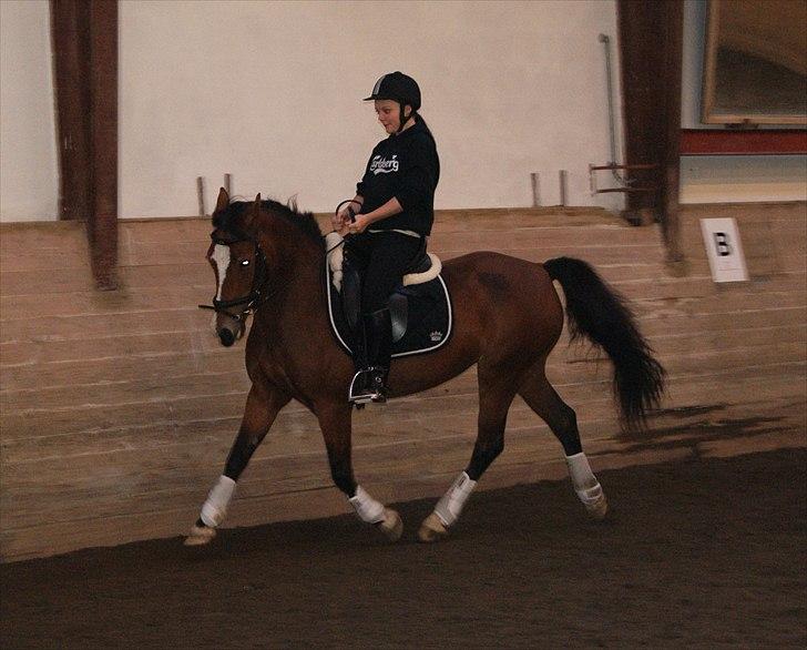 Welsh Cob (sec D) Nebo Tulip  - 21/09-10  billede 17